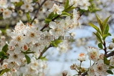 Blossoms of a Mirabelle tree 이미지 (182706508) - 게티이미지뱅크 Blossoms of a Mirabelle tree