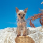 Dog 이미지 (126002139) - 게티이미지뱅크 Dog