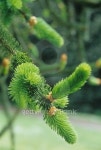 Volunteer Park 이미지 (126015196) - 게티이미지뱅크 Volunteer Park