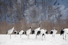 red crowned crane 이미지 (126468025) - 게티이미지뱅크 red crowned crane