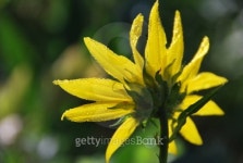 Wild Sunflower 이미지 (106544939) - 게티이미지뱅크 Wild Sunflower