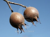 Medlars 이미지 (146777263) - 게티이미지뱅크 Medlars