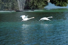 Beautiful Swans Flying Over The Lake - XLarge 이미지 (183254838) - 게티이미지뱅크 Beautiful Swans Flying Over The Lake - XLarge