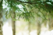 Under a Pine Tree 이미지 (182459388) - 게티이미지뱅크 Under a Pine Tree
