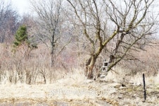 Ladders in Tree 이미지 (119351756) - 게티이미지뱅크 Ladders in Tree