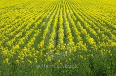 Yellow flowery meadow 이미지 (119081892) - 게티이미지뱅크 Yellow flowery meadow