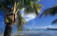 Palm treeb trunk at Bain Beauf beach 이미지 (106509684) - 게티이미지뱅크 Palm treeb trunk at Bain Beauf beach