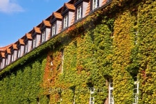 house with Virginia creeper 이미지 (176907098) - 게티이미지뱅크 house with Virginia creeper