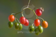 Spider on berries 이미지 (176897016) - 게티이미지뱅크 Spider on berries