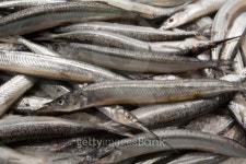 Fresh Garfish at a fish market 이미지 (104669407) - 게티이미지뱅크 Fresh Garfish at a fish market