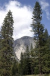 큰나무 여행(BIG TREE TOUR) | Yosemite Valley with tall trees 이미지 (104392454) - 게티이미지뱅크 Yosemite Valley with tall trees