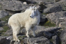 Mountain Goat looking back 이미지 (119161305) - 게티이미지뱅크 Mountain Goat looking back