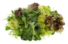 Salad 이미지 (115072543) - 게티이미지뱅크 Salad