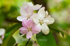 Apple blossom close-up 이미지 (104660406) - 게티이미지뱅크 Apple blossom close-up