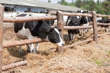 Cow with yellow label in ear on the farm 이미지 (182842021) - 게티이미지뱅크 Cow with yellow label in ear on the farm