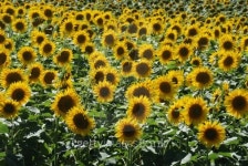 sun flower field 이미지 (152163266) - 게티이미지뱅크 sun flower field