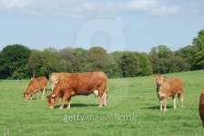 Cows in meadows 이미지 (153694842) - 게티이미지뱅크 Cows in meadows