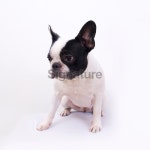 French Bulldog 이미지 (182708777) - 게티이미지뱅크 French Bulldog
