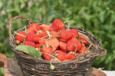 strawberry 이미지 (147269320) - 게티이미지뱅크 strawberry