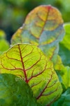 Rainbow Chard Close Up 이미지 (146965769) - 게티이미지뱅크 Rainbow Chard Close Up