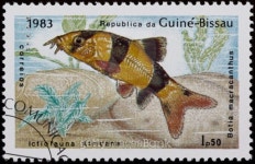 가장열쇠도장.관상어 | Aquarium fish stamp 이미지 (98063511) - 게티이미지뱅크 Aquarium fish stamp