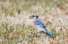 Blue Jay In The Grass 이미지 (147093144) - 게티이미지뱅크 Blue Jay In The Grass
