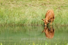 Cow 이미지 (176884028) - 게티이미지뱅크 Cow