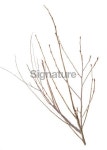 Twigs, Sticks and Branches Isolated on White 이미지 (182510014) - 게티이미지뱅크 Twigs, Sticks and Branches Isolated on White
