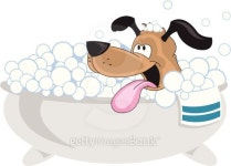 Dog in Bath 이미지 (163835018) - 게티이미지뱅크 Dog in Bath