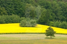 Canola Field 이미지 (96909340) - 게티이미지뱅크 Canola Field