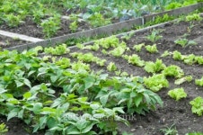 Allotment Garden Bed 이미지 (97586884) - 게티이미지뱅크 Allotment Garden Bed