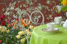 Tea in the garden 이미지 (134945967) - 게티이미지뱅크 Tea in the garden