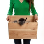 Would You Like to Kitten? 이미지 (183318284) - 게티이미지뱅크 Would You Like to Kitten?