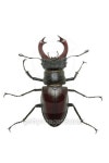 Crawling  male stag beetle (Lucanus cervus) 이미지 (106565002) - 게티이미지뱅크 Crawling  male stag beetle (Lucanus cervus)