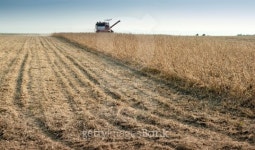 Soybean Harvest 이미지 (176823992) - 게티이미지뱅크 Soybean Harvest