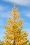 Yellow pine 이미지 (101350801) - 게티이미지뱅크 Yellow pine