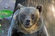 Brown Bear 이미지 (119460648) - 게티이미지뱅크 Brown Bear