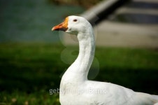 Duck walk 이미지 (123091889) - 게티이미지뱅크 Duck walk