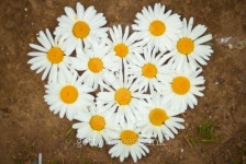 Heart 이미지 (152117190) - 게티이미지뱅크 Heart