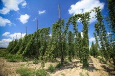 Fully-grown hops 이미지 (182502596) - 게티이미지뱅크 Fully-grown hops