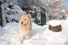 Watchdog at winter is guarding a house in snow 이미지 (119873404) - 게티이미지뱅크 Watchdog at winter is guarding a house in snow