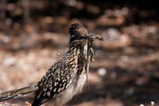 Roadrunner with Captured Lizard 이미지 (95666069) - 게티이미지뱅크 Roadrunner with Captured Lizard