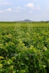 vineyards around the French city of Sancerre 이미지 (95700693) - 게티이미지뱅크 vineyards around the French city of Sancerre