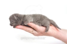 Blue british short-hair kitten in mens hand 이미지 (106457935) - 게티이미지뱅크 Blue british short-hair kitten in mens hand