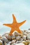 starfish 이미지 (152256271) - 게티이미지뱅크 starfish