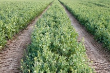 Farm road through potato field 이미지 (149078080) - 게티이미지뱅크 Farm road through potato field