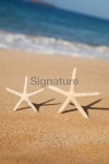 Two Starfish On The Beach 이미지 (182426859) - 게티이미지뱅크 Two Starfish On The Beach