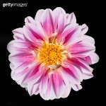 Pink and White Dahlia Flower Isolated on Black Background 이미지 (152121021) - 게티이미지뱅크 Pink and White Dahlia Flower... 