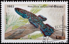 가장열쇠도장.관상어 | Aquarium fish stamp 이미지 (98376364) - 게티이미지뱅크 Aquarium fish stamp