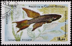 가장열쇠도장.관상어 | Aquarium fish stamp 이미지 (98376360) - 게티이미지뱅크 Aquarium fish stamp